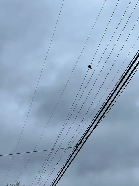 Solo observer on a wire, beneath a muted sky.